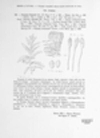 Puccinia tanaceti image